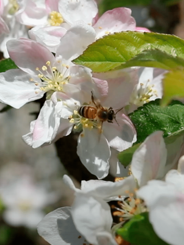 Biodiversität in den Obstplantagen