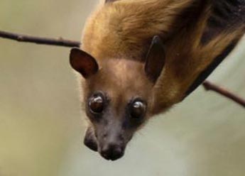 Vai alla sezione dedicata ai pipistrelli