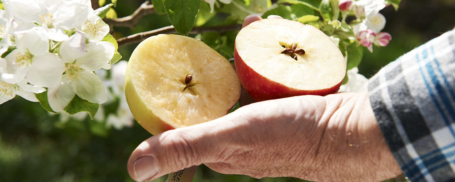 Pomme Pink Lady ouverte