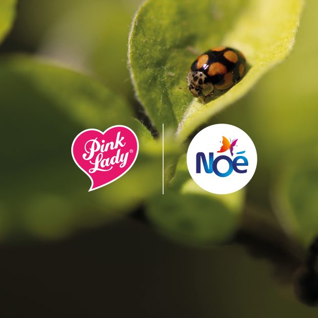 Vereinigung Noé